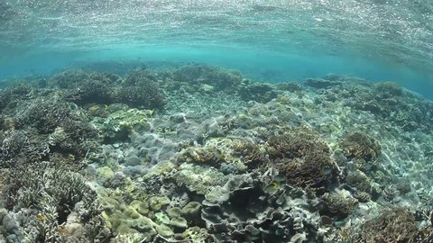 Clear water bathes a beautiful coral reef in Komodo National Park, Indonesia. Komodo is within the Coral Triangle and thus harbors very high marine biological diversity. Stock video