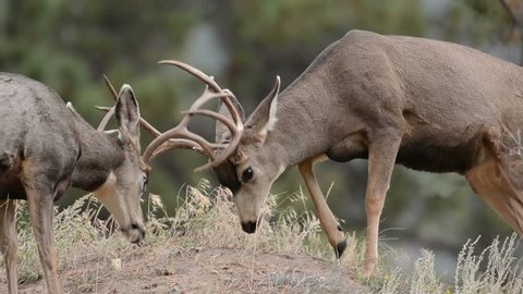 Two mule deer bucks sparring on a hillside as part of rut behavior in Rocky Mountain National Park, Colorado. 
