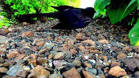 Blackbird eating seed and corn out of rock landscape - Wildlife hunting for food in nature