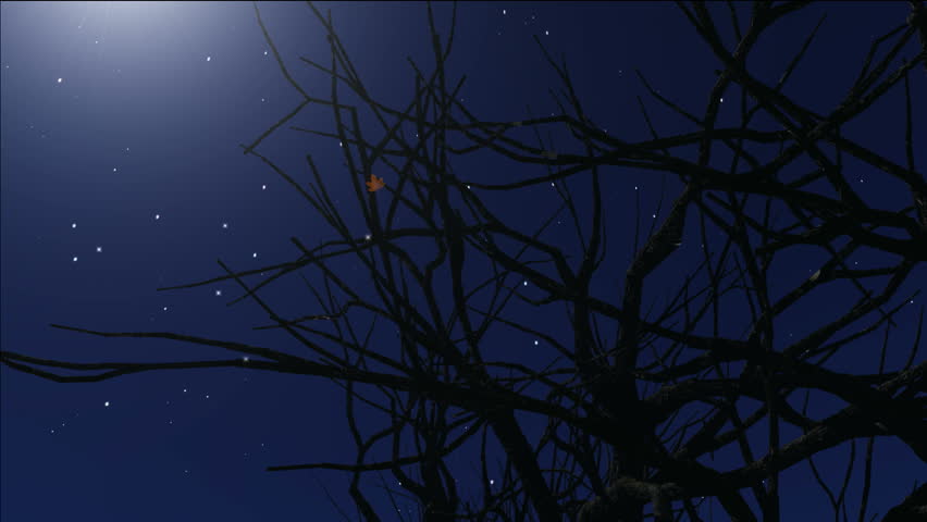 stars twinkle in the night sky,leaf fall from a winter tree