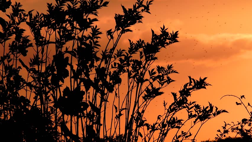 Red Sky with Leaves in Silhouette Nature Background