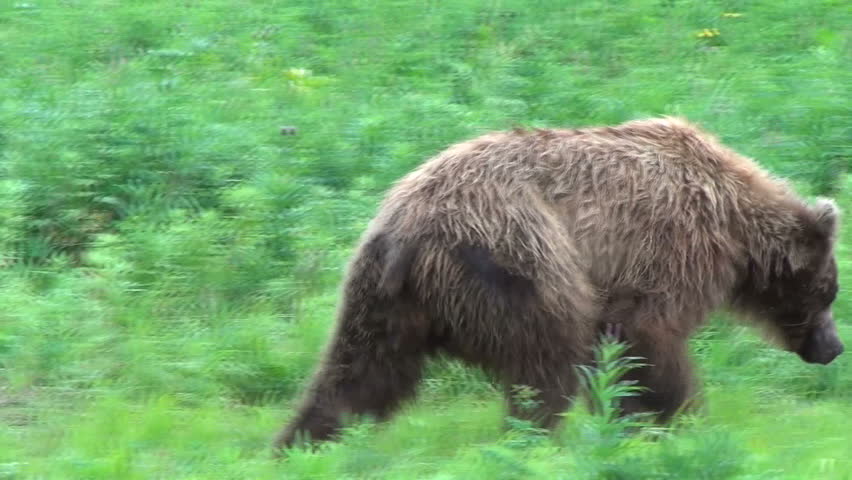 Bears Fighting Stock Footage Video (100% Royalty-free) 7516783