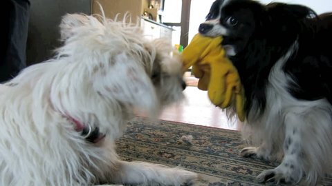 Two small pet dogs play fighting tug of war over soft toy