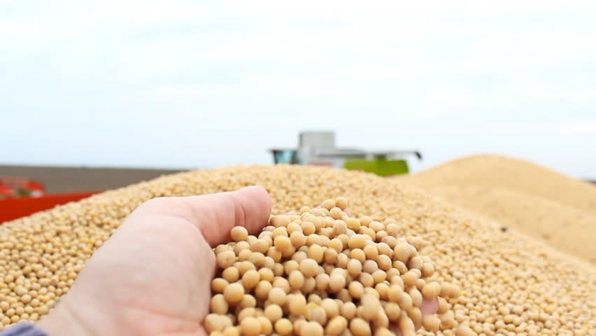 soybeans in hand,fresh soya bean after harvest ,combine tractor harvesting in background 1920x1080 full hd footage Royalty-Free Stock Footage #7517341