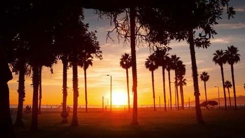 Silhouettes of palm trees against sunset sky at ocean beach in Santa Monica, California. Timelapse in motion (hyperlapse).