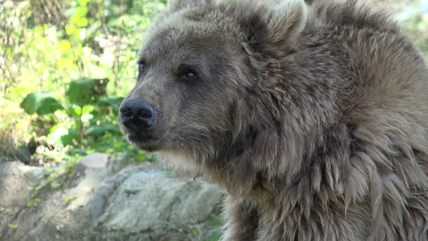 4k brown bear portrait forest face Stock Footage Video (100% Royalty ...