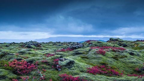 Clouds moving over moss covered volcanic lava rock, red leaves, Iceland 4k