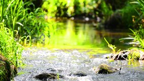 Stream in the tropical forest. Environment sunny landscape with slow motion and zoom out