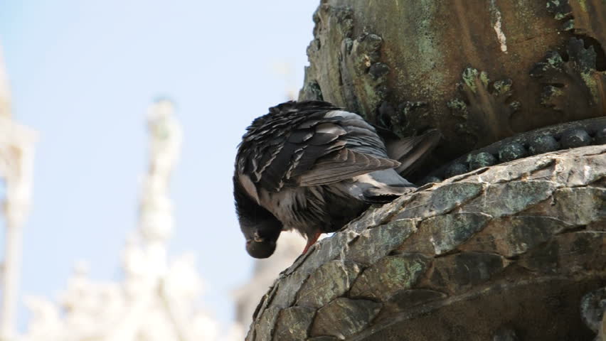 Pigeon in a European City, cleaning its feathers. 