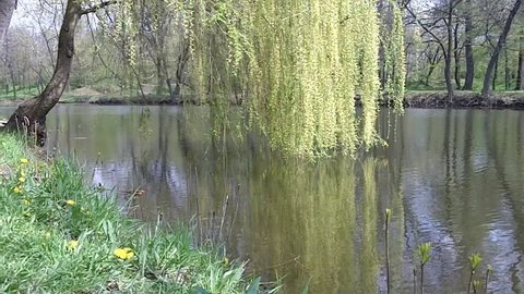 Willow by the pond in the park