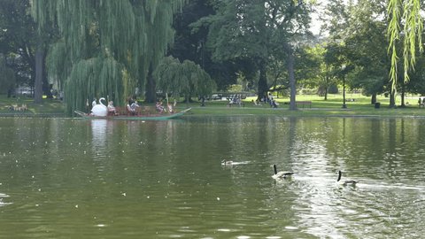BOSTON - AUGUST 28, 2014: Tourists ride the famous Boston Swan Boats at the public gardens near Boston Common.