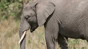 Large elephant eat grass and branches in Africa