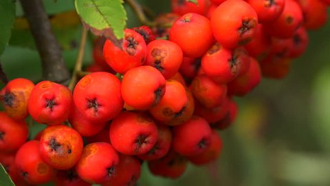 Bunch of red rowan. Shot in 4K (ultra-high definition (UHD)), so you can easily crop, rotate and zoom, without losing quality! Real time.
