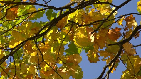 Yellow oak leaves against the blue sky. Shot in 4K (ultra-high definition (UHD)), so you can easily crop, rotate and zoom, without losing quality! Real time.
