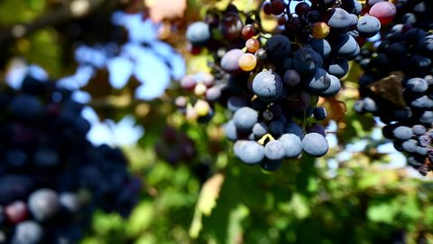 Dolly shot of black grapes with withered leaves in the vineyard.
