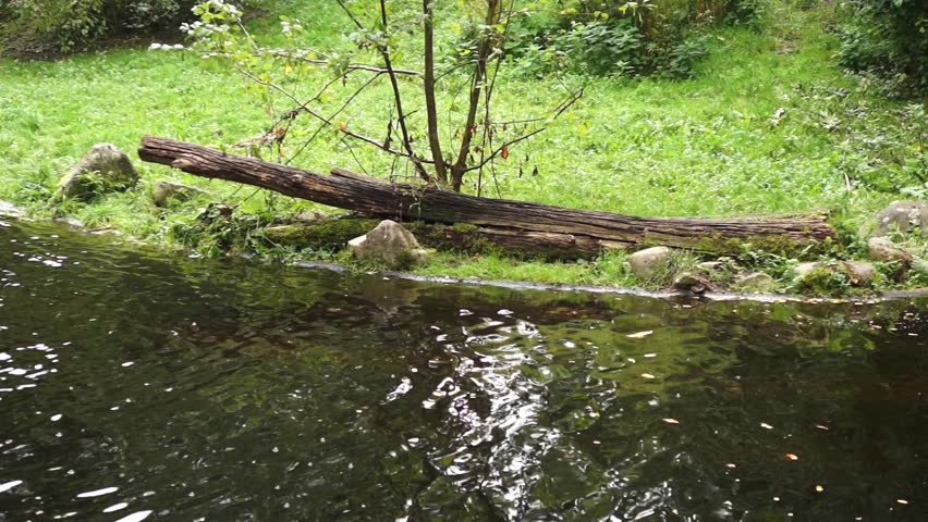 brook in city park