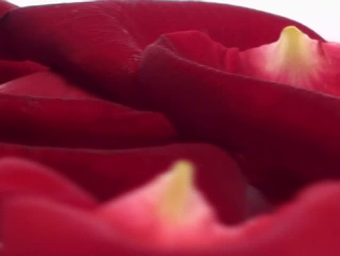 Rose petals loop - NTSC