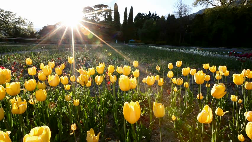 Sun and tulip florews, HD video from Canon 5D mark 2 camera
