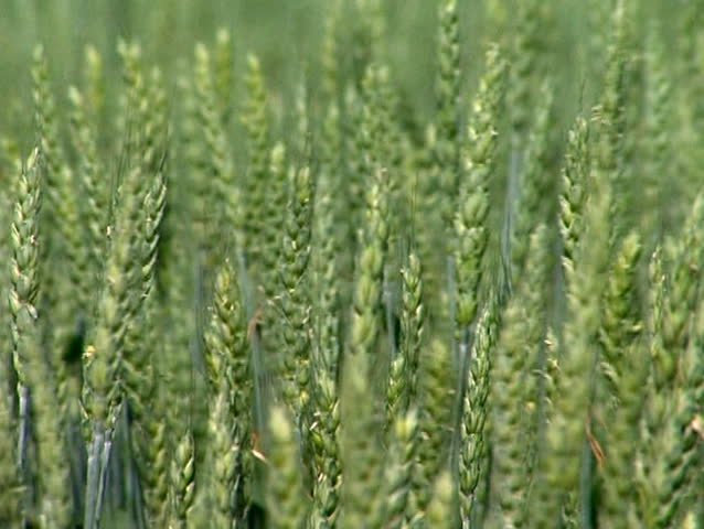 Green wheat ears in the wind at the wheat field