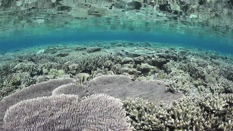 Crystal clear water bathes a stunning coral reef in Komodo National Park, Indonesia. Komodo is within the Coral Triangle and thus harbors very high marine biological diversity. Stock video