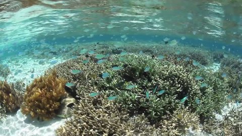 Colorful damselfish feed on plankton above a beautiful coral reef in Komodo National Park, Indonesia. Komodo is within the Coral Triangle and thus harbors very high marine biological diversity. Stock video