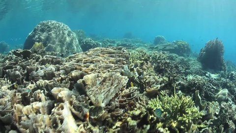 A healthy coral reef grows in the shallows of Komodo National Park, Indonesia. Komodo is within the Coral Triangle and thus harbors very high marine biological diversity. Stock video