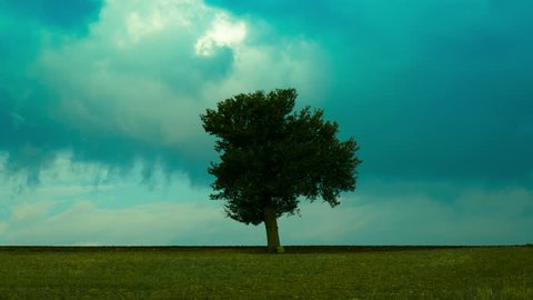 Landscape timelapse of a lonely tree in the middle of a field on a cloudy rainy day.Differently graded versions available.
All unwanted elements such as birds,insects,lens dust, have been removed.