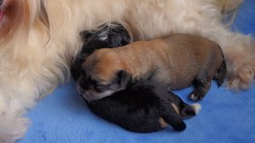 Cute Havanese dog mom licks her two little 12 days old puppies during breastfeeding - native 25fps RX10 video