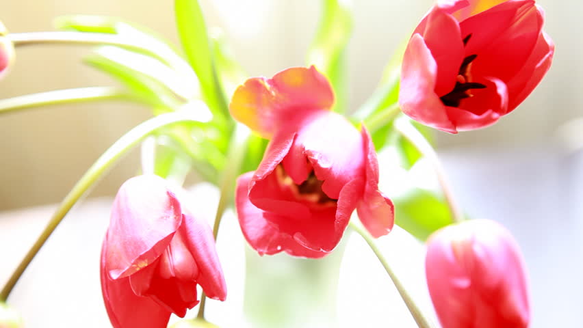Tulips blossom, time lapse