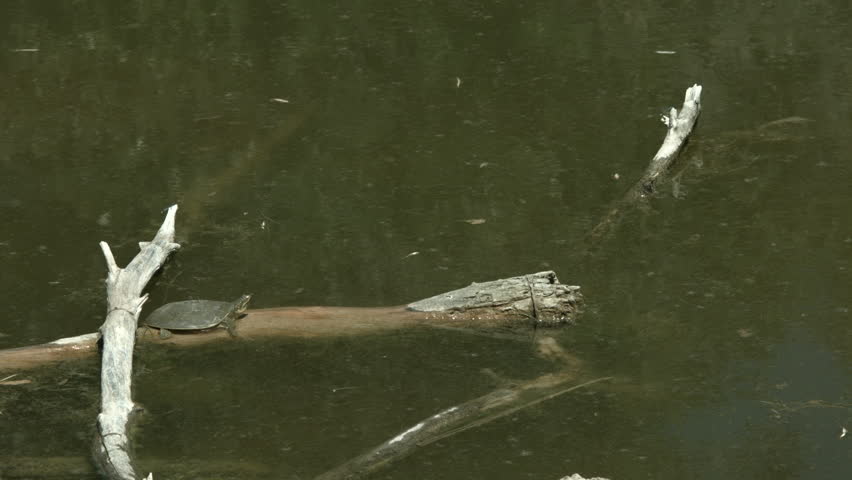 spiny softshell sitting on a log sun bathing in a pond in nm. shot on bmcc