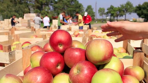 Cart full of apples after picking, workers sorting apples in farm