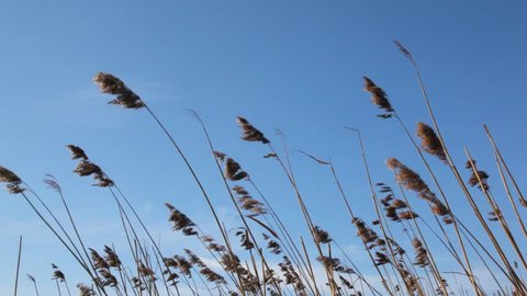 dry spring wild spikes waving by wind against blue sky 