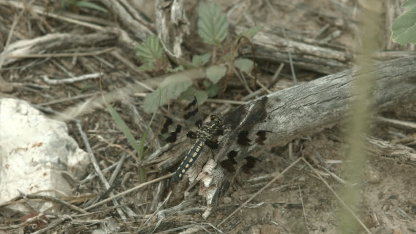 a shot of a eight-spotted skimmer dragonfly from bitterlake wildlife refuge in new mexico. shot on a bmcc