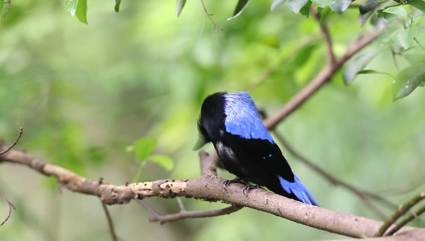 PALAWAN-FAIRY-BLUEBIRD-TWEEDDALEI Footage, Videos and Clips in HD and ...