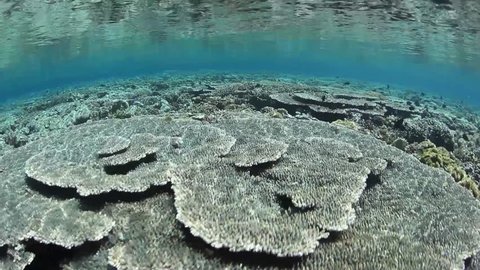 Crystal clear water bathes a beautiful, shallow coral reef in Komodo National Park, Indonesia. Komodo is within the Coral Triangle and thus harbors very high marine biological diversity. Stock video