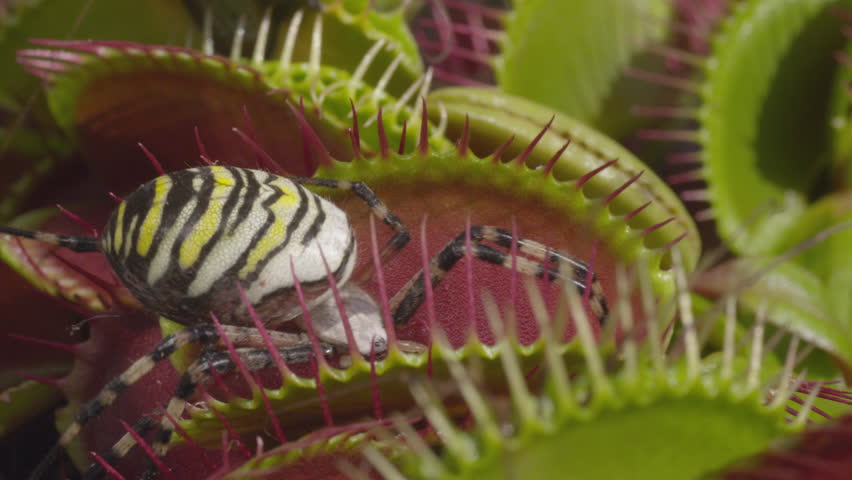 CLOSE UP: Spider gets caught in snap trap carnivorous plant
