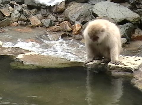Japanese monkey drinks from the edge of a hotspring pool