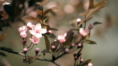 Flowery blossomed cherry and apple trees. Shallow DOF. 