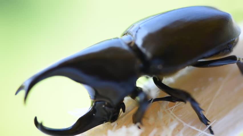 hercules rhinoceros beetle for sale