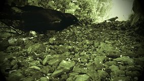 Black bird eating seed and corn out of rock landscape - Wildlife hunting for food in nature