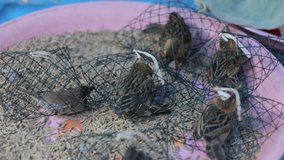 sparrows in small cages for sale in thai market