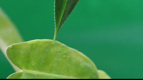 Water drops on leaves with green background,video movies