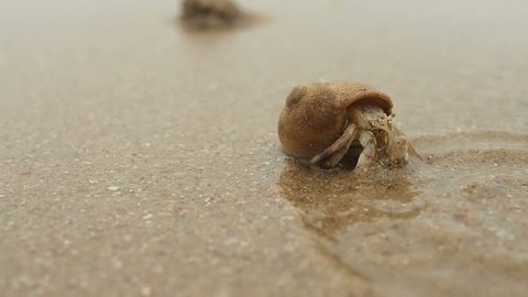 Hermit crab digging into sand