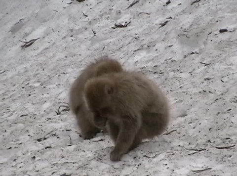 Japanese monkey forages in the snow for seeds