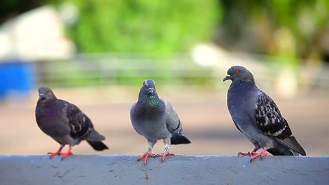 Urban Pigeons On Dizengoff Square Stock Footage Video (100% Royalty ...