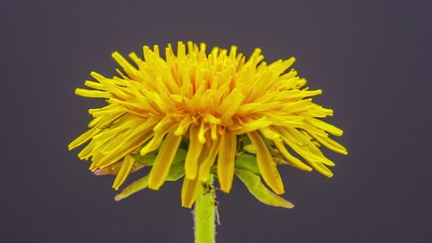 4k 29.97 fps macro time lapse video of a dandelion flower growing and blossoming on a dark background/Dandelion blooming macro 4k timelapse Stockvideo