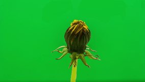 Dandelion flower blooming macro 4k time lapse. 4k 29.97 fps macro time lapse video of a dandelion flower growing and blossoming on a green background