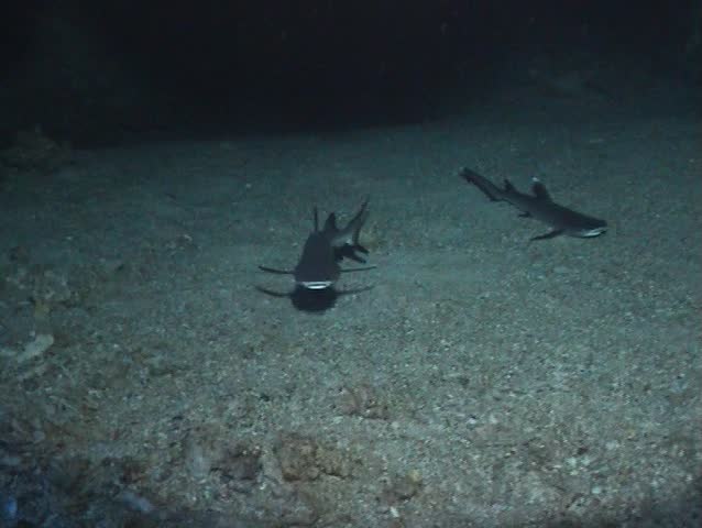 Whitetip reef sharks in an underwater cave