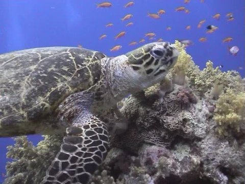Hawksbill turtle feeding on soft corals on a tropical reef