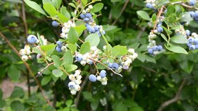 Blueberry Bush Showing Ripening Blueberries in Michigan